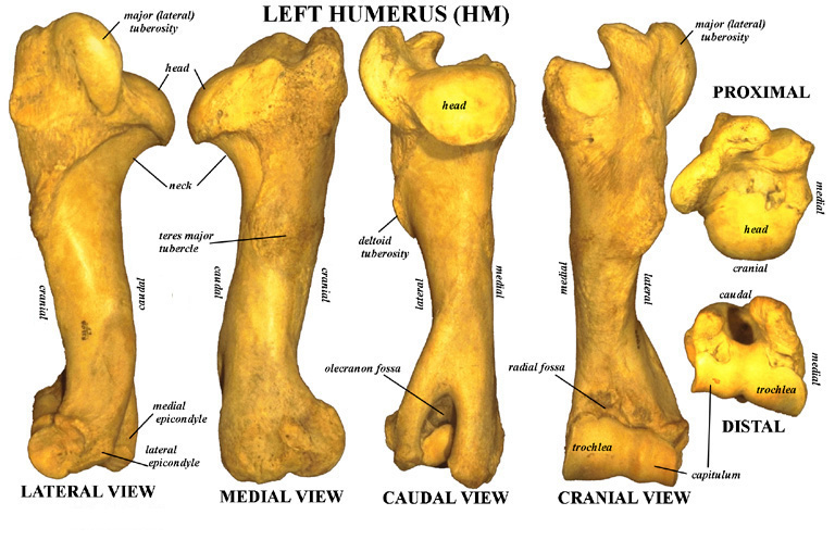 humerus bone anatomy. Left Humerus